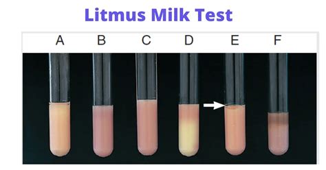 litmus milk test|Litmus Milk Test: Principle, Procedure, and Results.